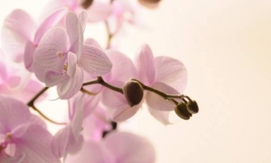 Sastojak iz kuhinje koji uspješno liječi oboljele orhideje